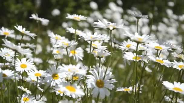 Achtergrond van witte kamille wuiven in de wind op het gebied — Stockvideo