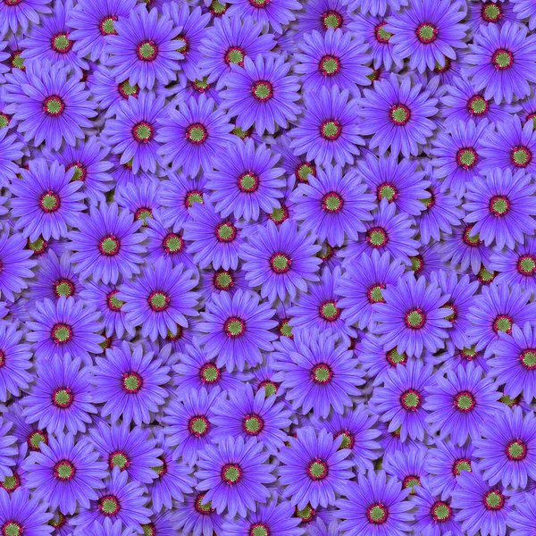 Padrão de flor osteospermum azul realista sem costura. Padrão para impressão em tecido e papel de parede. Ilustração para design — Fotografia de Stock