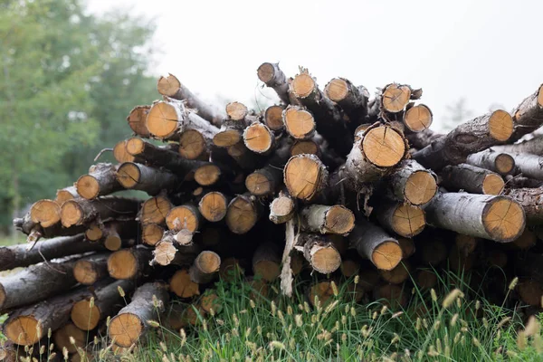 Pile of logs. Countryside logs in a field