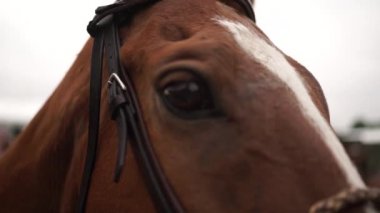 Güzel safkan atı aygır