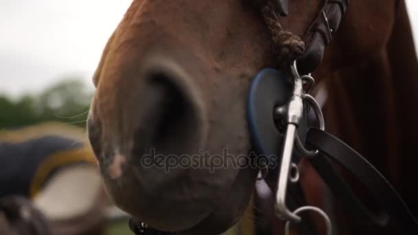 Beautiful thoroughbred horse stallion — Stock Video
