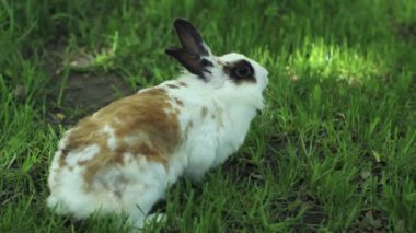 yaz günü yeşil çimenlerin üzerinde küçük tavşan. Gri tavşan tavşan çim zemin üzerine