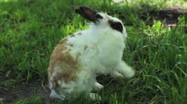 yaz günü yeşil çimenlerin üzerinde küçük tavşan. Gri tavşan tavşan çim zemin üzerine