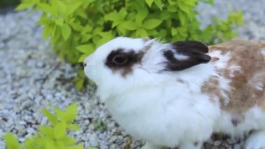 yaz günü yeşil çimenlerin üzerinde küçük tavşan. Gri tavşan tavşan çim zemin üzerine