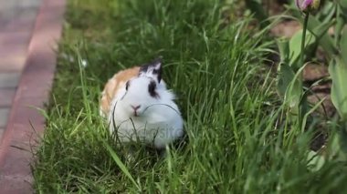 Yaz günü yeşil çimlerin üzerinde küçük bir tavşan