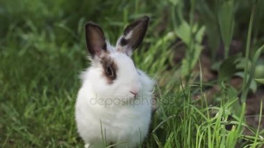 yaz günü yeşil çimenlerin üzerinde küçük tavşan. Gri tavşan tavşan çim zemin üzerine