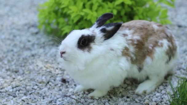 petit lapin sur l'herbe verte dans la journée d'été. Lapin gris sur fond d'herbe 