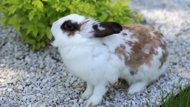 Malý králík na zelené trávě v letním dni. Šedý králíček na sněhová vločka — Stock video