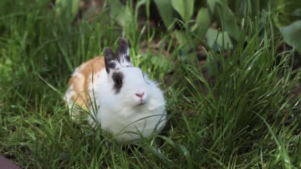 Маленький кролик на зеленой траве в летний день. Серый кролик на фоне травы — стоковое видео
