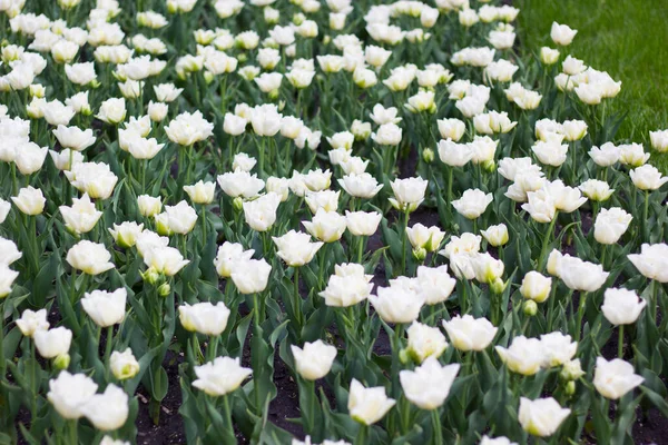 Piękne Białe Tulipany Kwietniku — Zdjęcie stockowe