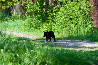 Ağzında fare olan kara kedi köy yolunda koşar.