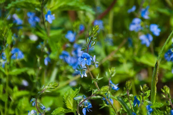 Niebieskie Dzikie Kwiaty Makro Zbliżenie Lesie Polana Tle Zielonej Trawy — Zdjęcie stockowe