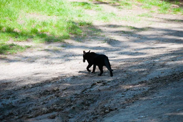 Black cat with mouse in its mouth runs along a country road