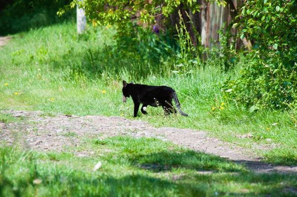 Black cat with mouse in its mouth runs along a country road