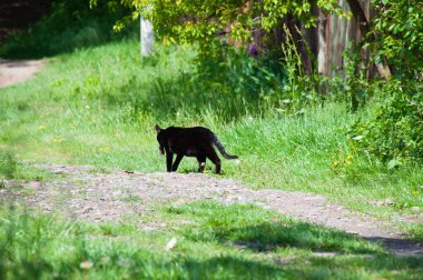 Ağzında fare olan kara kedi köy yolunda koşar.