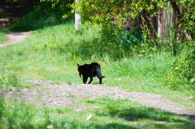 Ağzında fare olan kara kedi köy yolunda koşar.