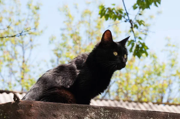 夏天阳光明媚的时候 混凝土栅栏上的黑猫坐着 — 图库照片