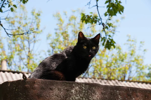 夏天阳光明媚的时候 混凝土栅栏上的黑猫坐着 — 图库照片