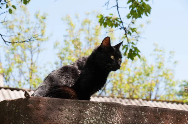 夏天阳光明媚的时候 混凝土栅栏上的黑猫坐着 — 图库照片