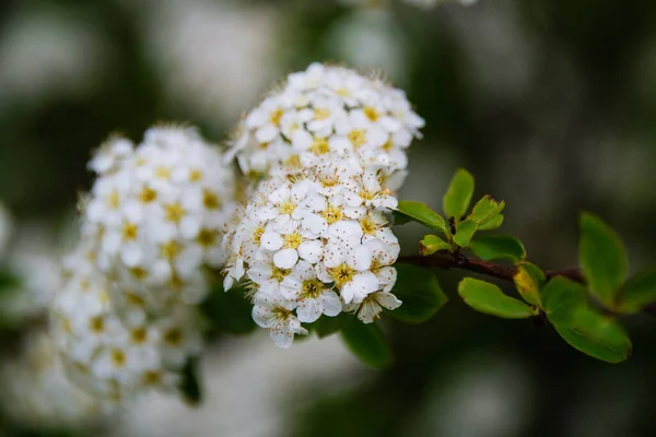 Piccoli fiori bianchi su un ramo di un cespuglio in parco in estate o primavera — Foto Stock