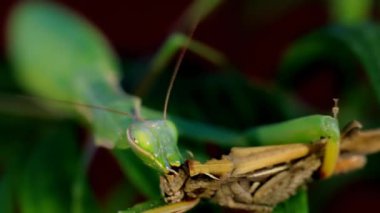Mantis yemek av