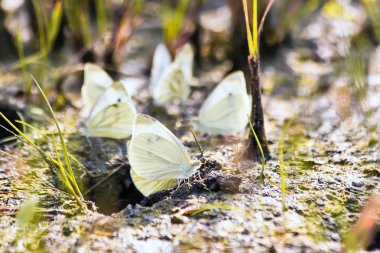 Kelebek lahana kelebek