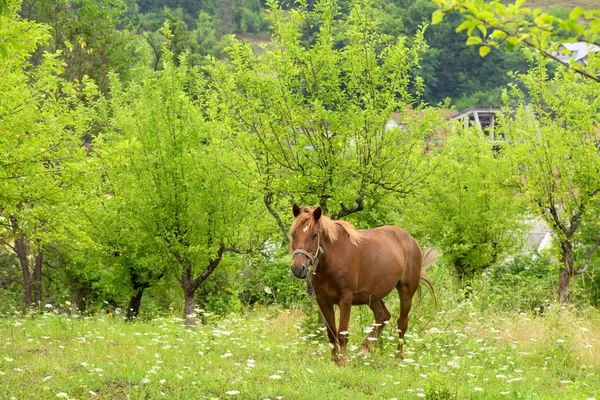 Cheval Brun Dans Champ Vert Campagne — Photo