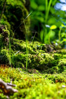 Bıçak yeşil çim ayrıntı, makro resim