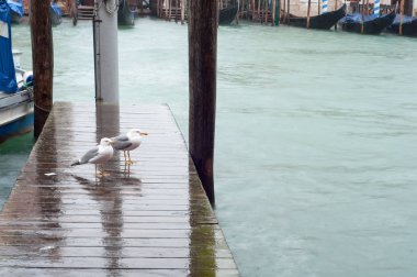 Bir yağmurlu günde Venedikte iki martı