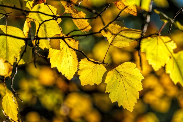 Zářivě žluté listy. — Stock fotografie