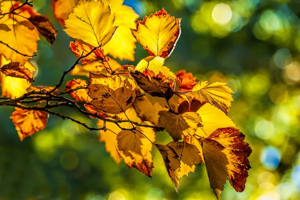 Spálené oranžové podzim listí. — Stock fotografie