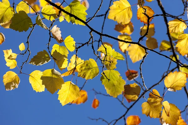 Падение листьев на голубое небо. — стоковое фото