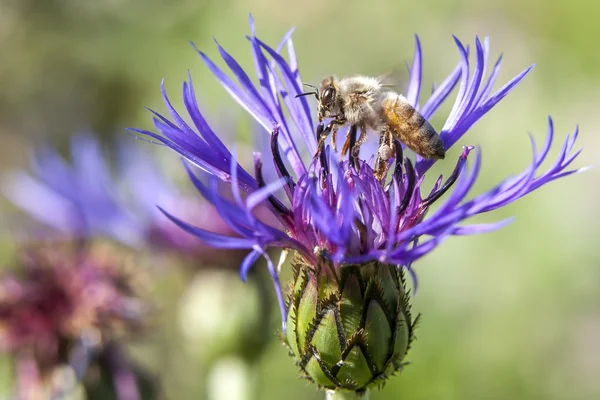 Honingbij op kegel bloem. — Stockfoto