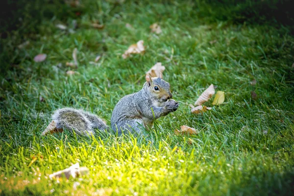 Écureuil aux glands . — Photo