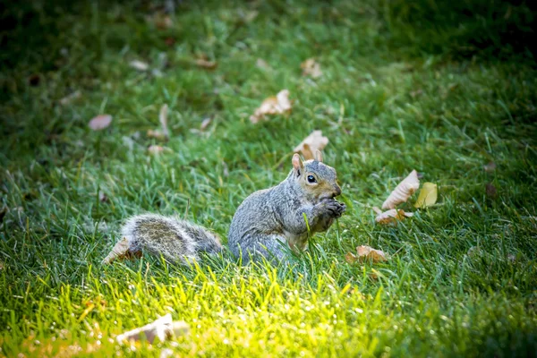 Cute squirrel feeds on acorn. — Stock Photo, Image