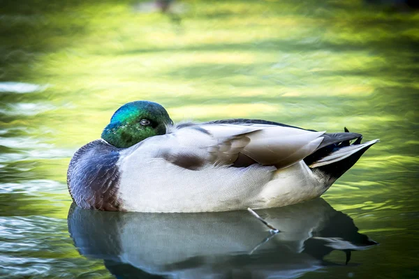 Mallard snuggles in while floating. — Stock Photo, Image