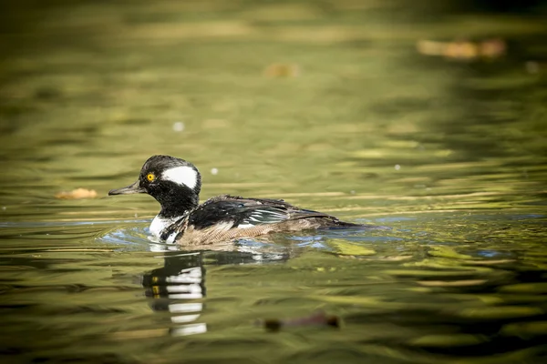 Merganser com capuz nadando na lagoa . — Fotografia de Stock