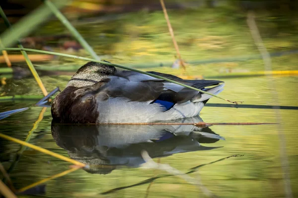 Pato Mallard descansando en el agua . —  Fotos de Stock