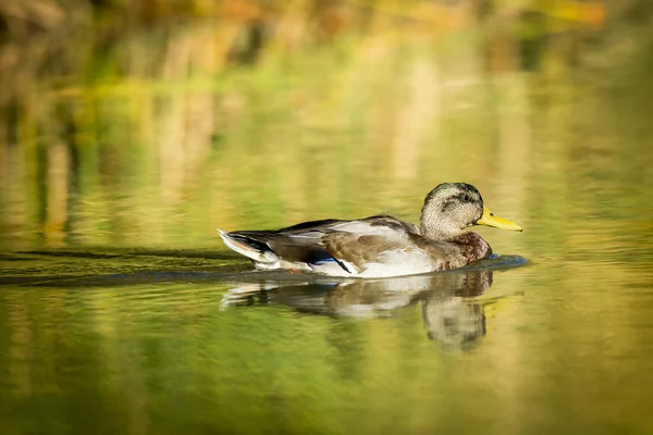 Mallard nageant dans l'étang . — Photo