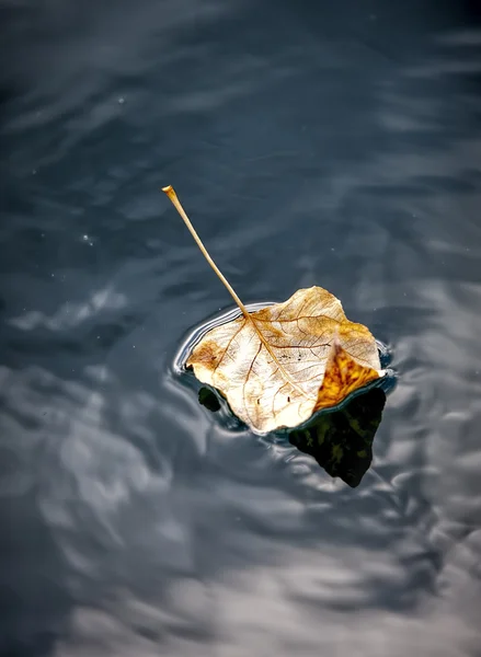 精美的艺术形象的叶在水中. — 图库照片
