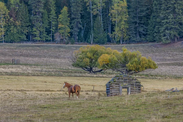 Koń w pastwiska w pobliżu barn. — Zdjęcie stockowe
