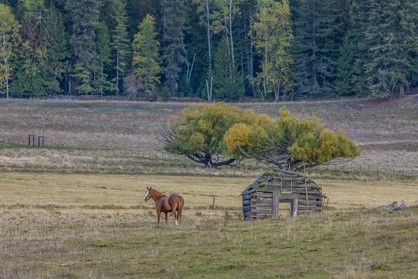 Caballo en el pasto cerca del granero . — Foto de Stock