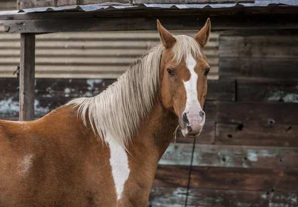 Horse by the stable. — Stock Photo, Image