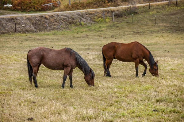 Two horses grazing. — Stock Photo, Image