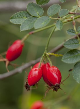 Vahşi rose hips Idaho.