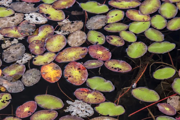 Zavřete plovoucí listy. — Stock fotografie