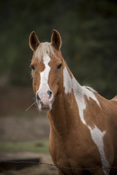 Portrait of a horse. — Stock Photo, Image