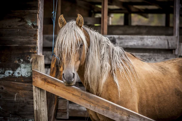 Close up of pretty horse. — Stock Photo, Image
