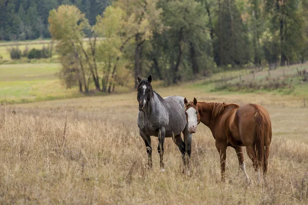 Cavalos em pastagem . — Fotografia de Stock