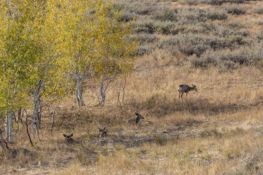 Geyik sürüsü ağaçların yanında.